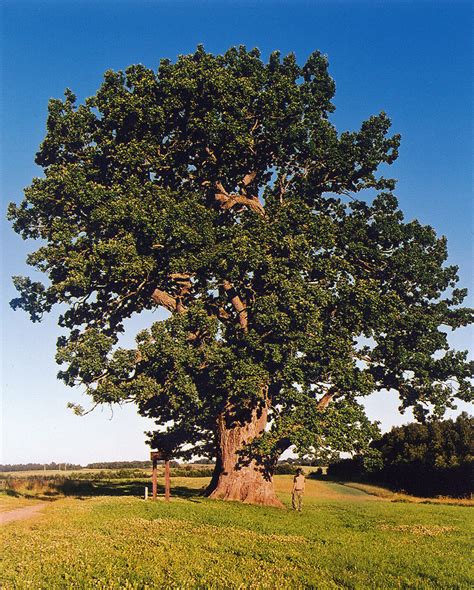 ‎TAMM .
